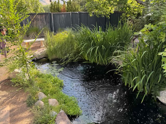 Backyard koi pond