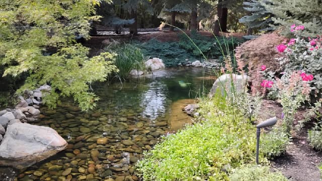 Water garden with fountain