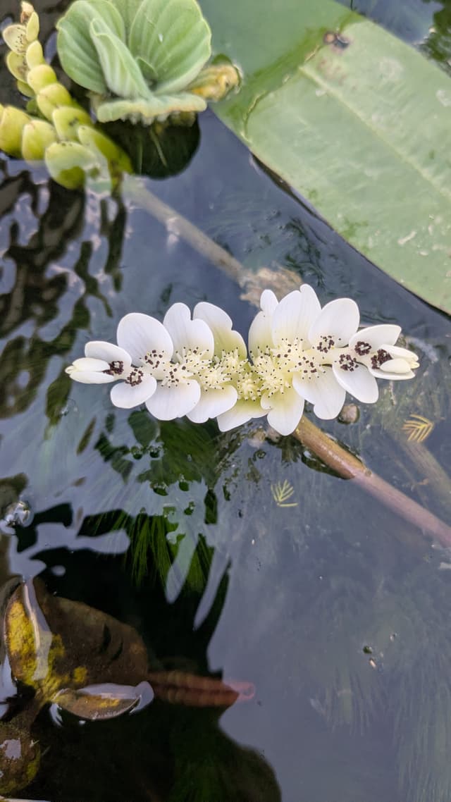 Evening pond lighting