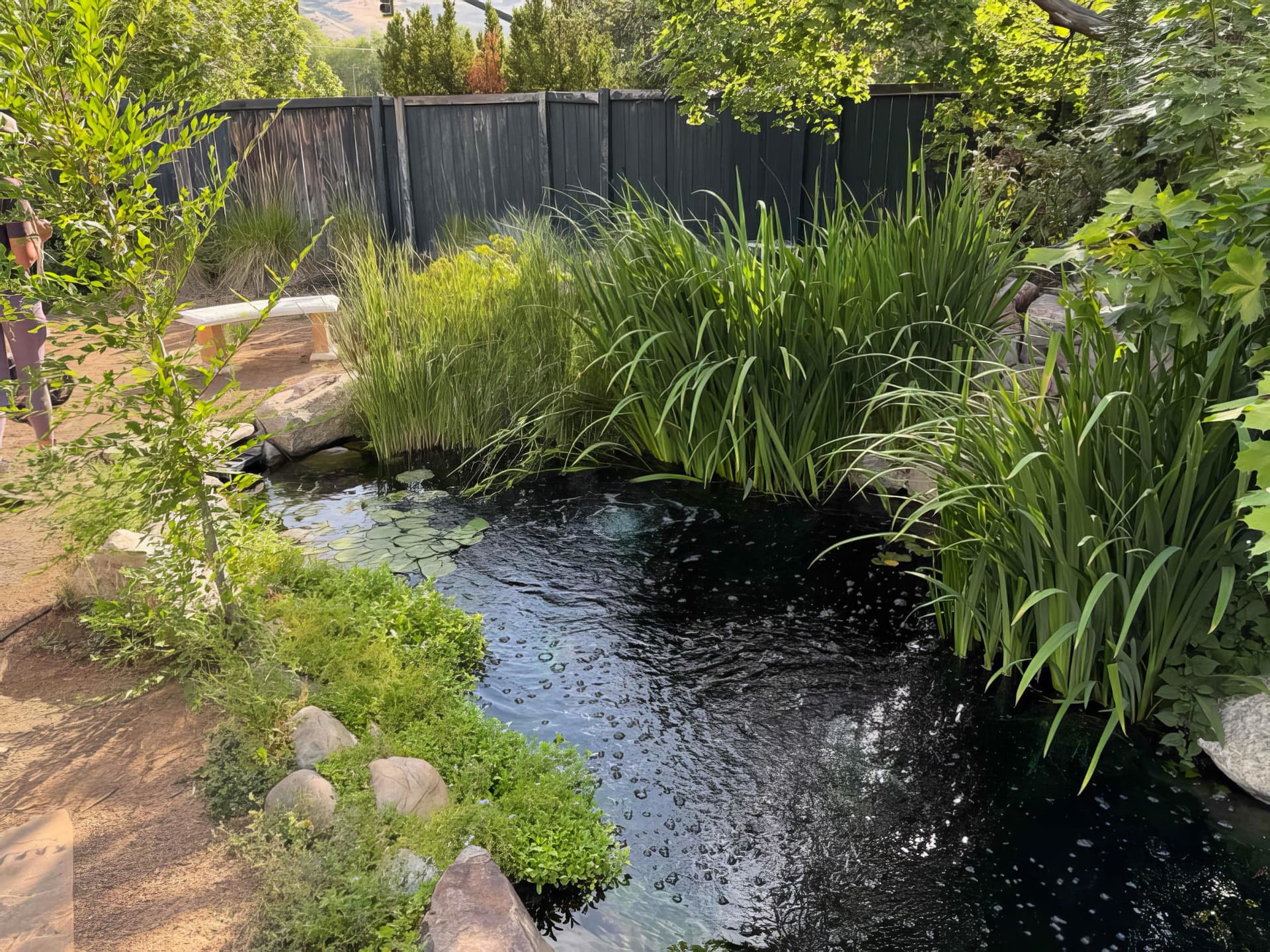 Backyard koi pond