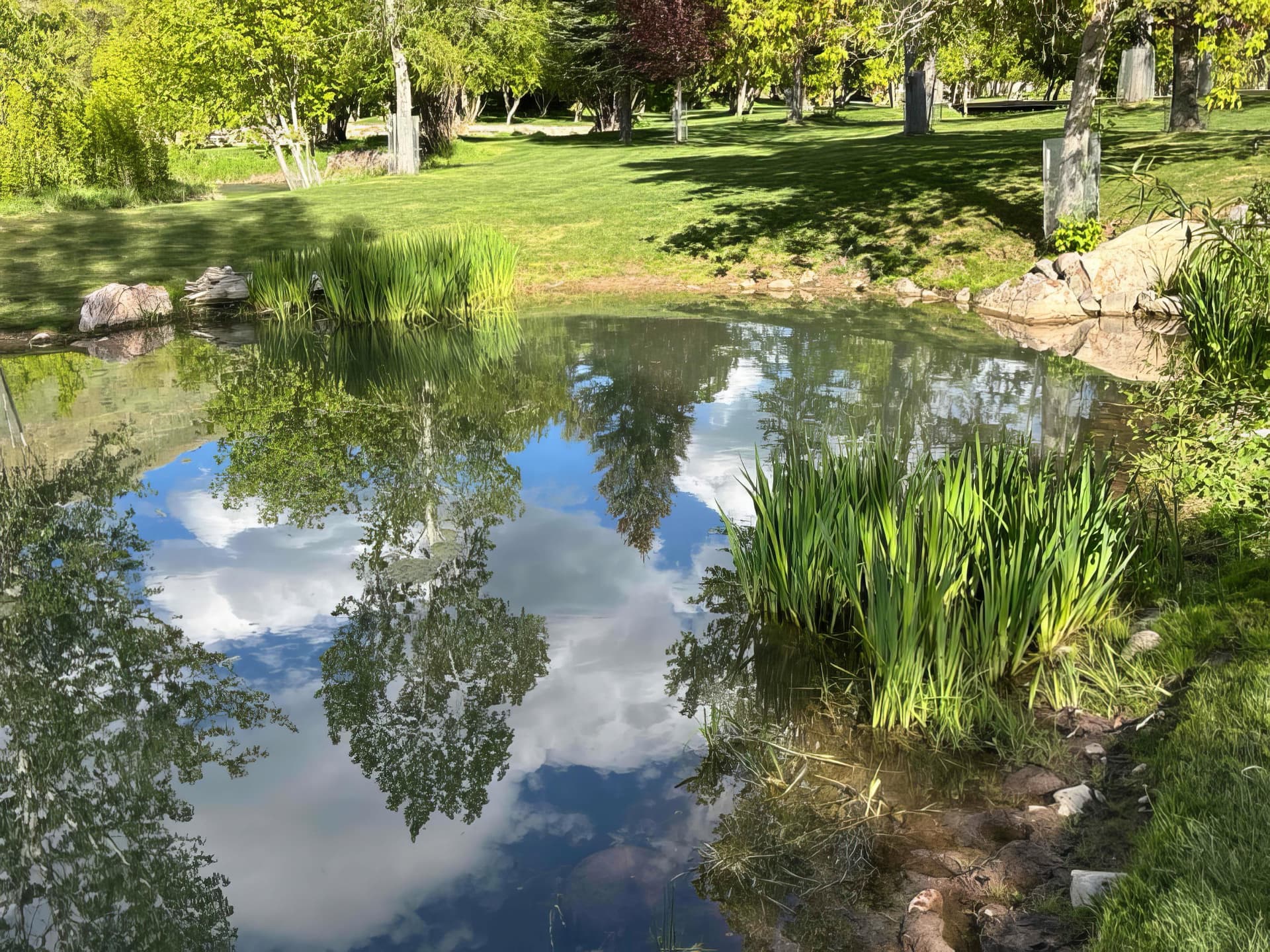 Pond with aquatic plants