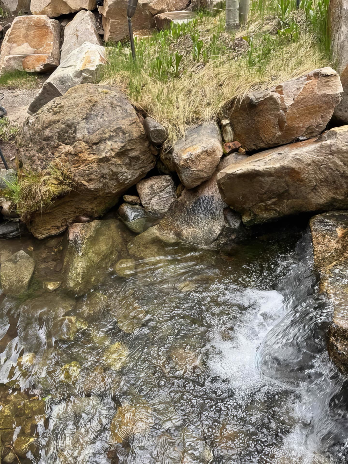 Large koi pond with bridge