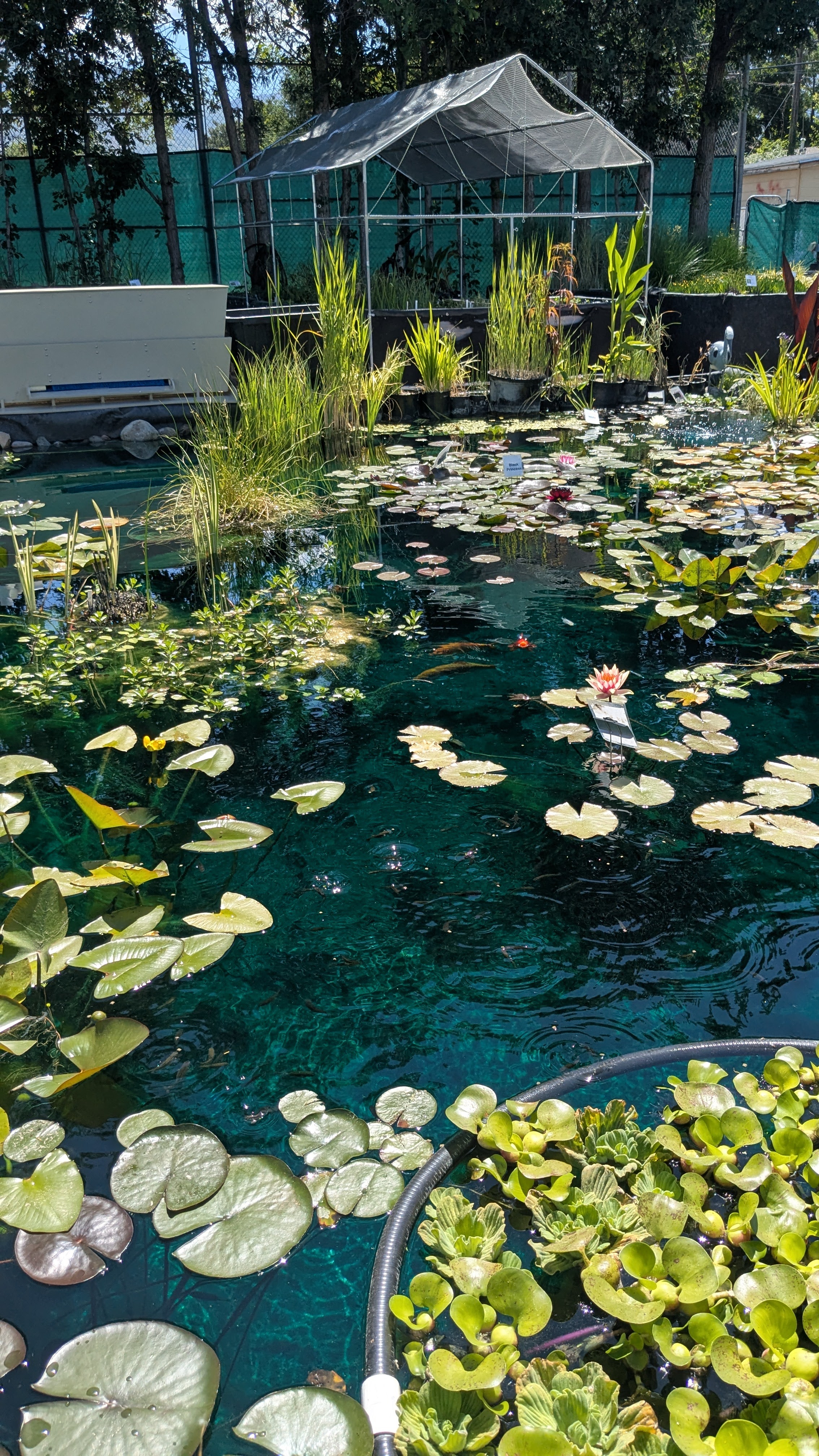 Decorative pond feature