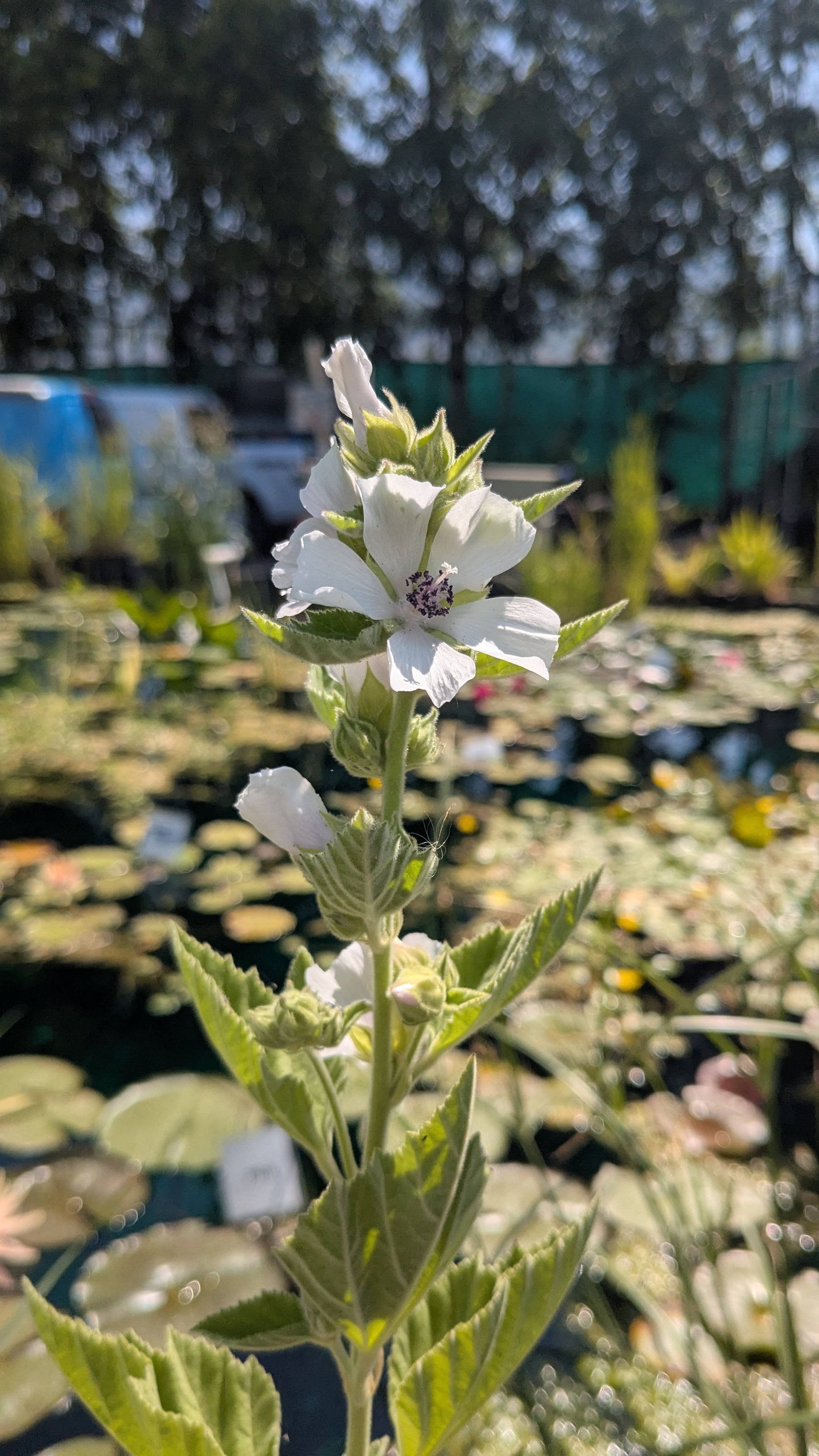 Beautiful clean pond
