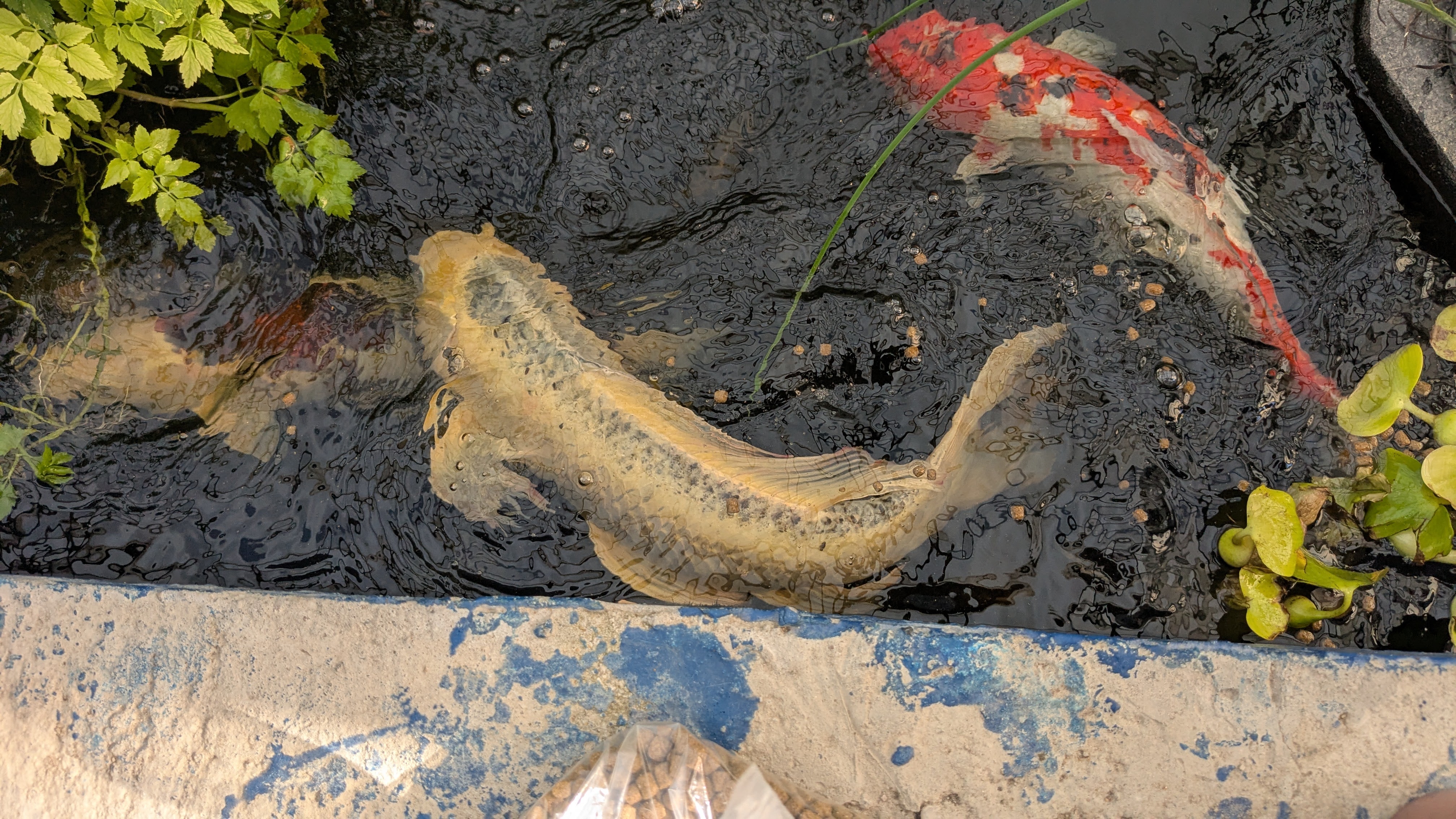 Water garden with plants