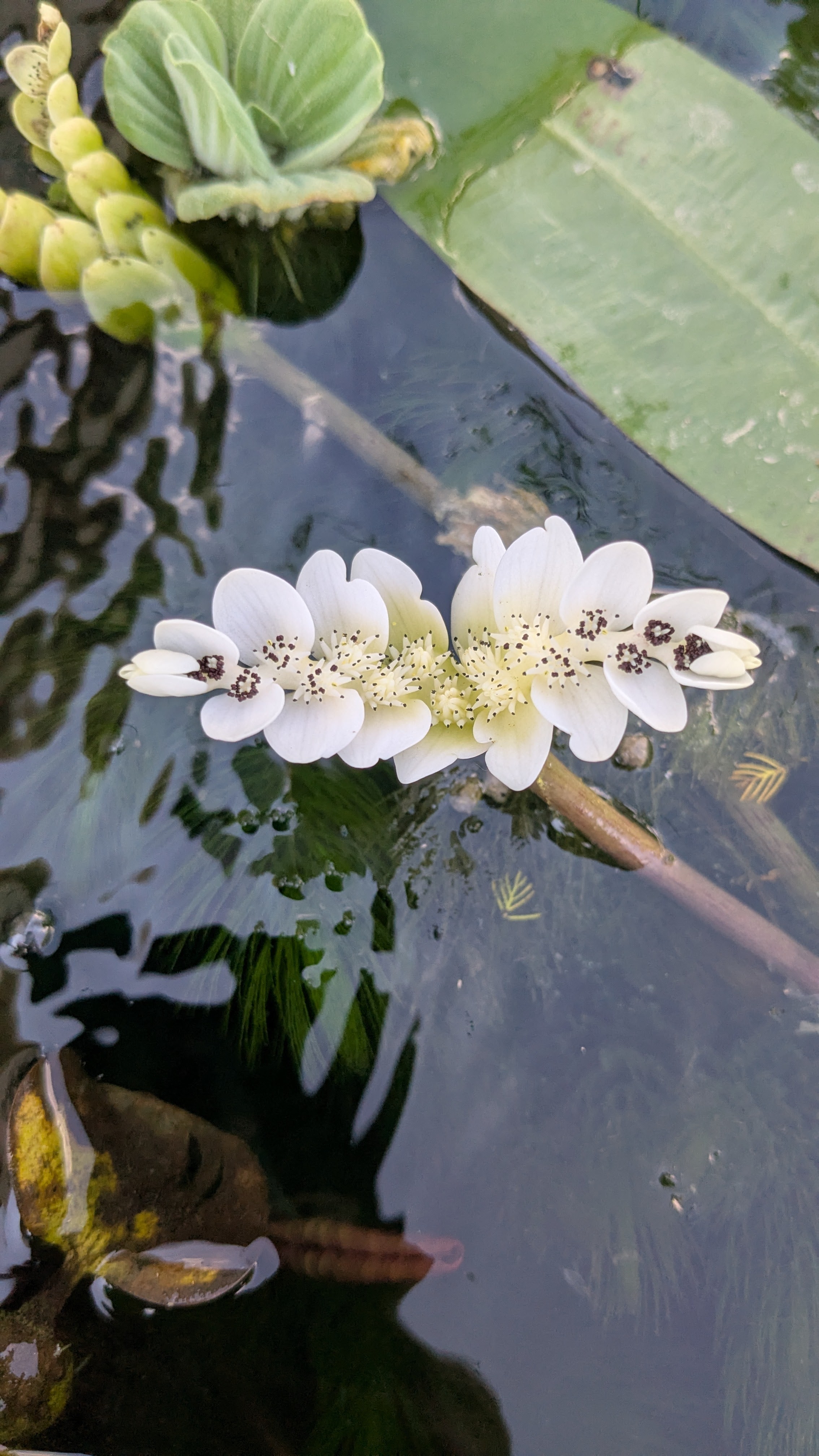 Evening pond lighting